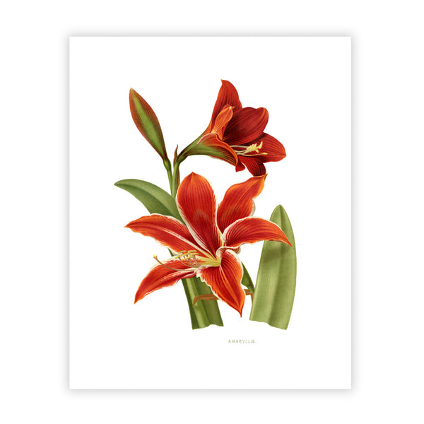 Amaryllis - Botanical Vintage Print