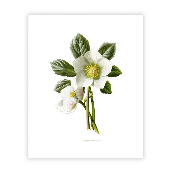 Amaryllis - Botanical Vintage Print