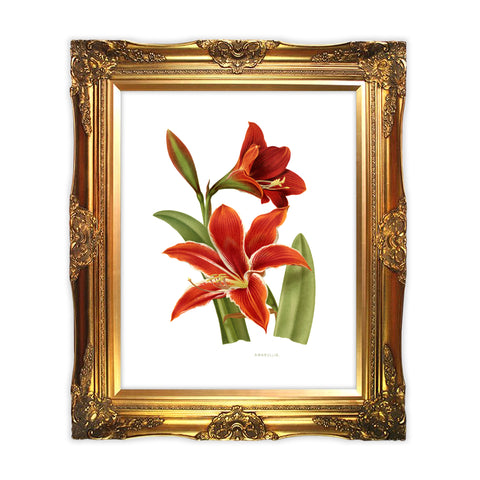 Amaryllis - Botanical Vintage Print