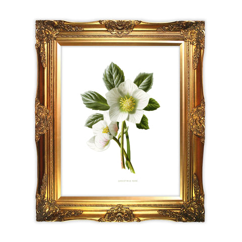 A Christmas Rose symbolizes serenity and peace. This mid-winter and early-spring bloom brightens up our home with its white star appearance. A beautiful botanical print to gift yourself or another! Vintage print reproduction measures 8 x 10 inches. Printed on durable cover stock with soft velvet finish. tribegift.com